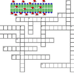 Diffusion and osmosis crossword puzzle answer key