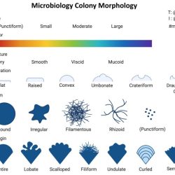 Morphology