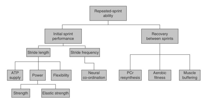 Sprint scrum factors sprints